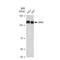 Mitogen-Activated Protein Kinase 7 antibody, GTX02855, GeneTex, Western Blot image 