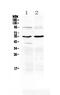 Matrix Metallopeptidase 10 antibody, PA5-79677, Invitrogen Antibodies, Western Blot image 