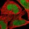 Junctophilin-1 antibody, PA5-52668, Invitrogen Antibodies, Immunofluorescence image 