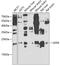 Growth Factor, Augmenter Of Liver Regeneration antibody, GTX33219, GeneTex, Western Blot image 