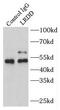 P53-Induced Death Domain Protein 1 antibody, FNab04842, FineTest, Immunoprecipitation image 