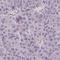 BCL2 Interacting Killer antibody, HPA051360, Atlas Antibodies, Immunohistochemistry frozen image 