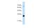 THO Complex 3 antibody, PA5-41920, Invitrogen Antibodies, Western Blot image 