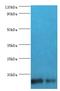 Fatty Acid Binding Protein 6 antibody, MBS1499869, MyBioSource, Western Blot image 