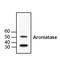 Cytochrome P450 Family 19 Subfamily A Member 1 antibody, GTX18995, GeneTex, Western Blot image 