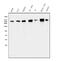 Talin 1 antibody, A02859-2, Boster Biological Technology, Western Blot image 