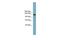 ASXL Transcriptional Regulator 2 antibody, PA5-70292, Invitrogen Antibodies, Western Blot image 