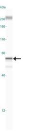 Aryl Hydrocarbon Receptor Nuclear Translocator Like antibody, GTX30121, GeneTex, Western Blot image 