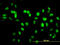 Sirtuin 1 antibody, LS-B4520, Lifespan Biosciences, Immunofluorescence image 
