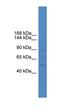 PPARG Coactivator 1 Alpha antibody, orb330034, Biorbyt, Western Blot image 