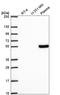 Transcription Factor 7 antibody, HPA070505, Atlas Antibodies, Western Blot image 
