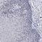 Polycomb Group Ring Finger 5 antibody, NBP1-82745, Novus Biologicals, Immunohistochemistry frozen image 