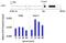 Casein Kinase 2 Alpha 1 antibody, LF-MA0223, Invitrogen Antibodies, Chromatin Immunoprecipitation image 