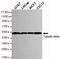 Tubulin antibody, MBS475115, MyBioSource, Western Blot image 