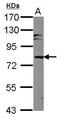 Microtubule Affinity Regulating Kinase 3 antibody, GTX111538, GeneTex, Western Blot image 