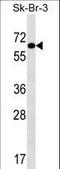 Thyroid Hormone Receptor Interactor 4 antibody, LS-C160217, Lifespan Biosciences, Western Blot image 