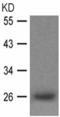 LIN28A antibody, TA322179, Origene, Western Blot image 