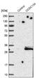Coiled-Coil Domain Containing 134 antibody, NBP1-82125, Novus Biologicals, Western Blot image 