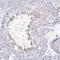 Immunity Related GTPase Cinema antibody, NBP2-32512, Novus Biologicals, Immunohistochemistry paraffin image 