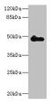 Zinc Finger Protein 232 antibody, CSB-PA026599LA01HU, Cusabio, Western Blot image 
