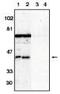 Serine/Threonine Kinase 17b antibody, MBS395397, MyBioSource, Western Blot image 