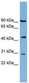 NPR2 Like, GATOR1 Complex Subunit antibody, TA339703, Origene, Western Blot image 