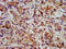 3-Hydroxy-3-Methylglutaryl-CoA Synthase 2 antibody, LS-C670470, Lifespan Biosciences, Immunohistochemistry paraffin image 