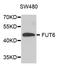 Fucosyltransferase 9 antibody, orb373166, Biorbyt, Western Blot image 