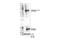 Activating Transcription Factor 2 antibody, 27934S, Cell Signaling Technology, Western Blot image 