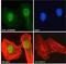 GA Binding Protein Transcription Factor Subunit Beta 1 antibody, 45-646, ProSci, Western Blot image 