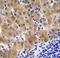 GGH antibody, LS-C166456, Lifespan Biosciences, Immunohistochemistry frozen image 