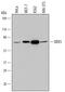 DEAD-Box Helicase 5 antibody, MAB6370, R&D Systems, Western Blot image 