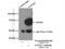 General Transcription Factor IIF Subunit 1 antibody, 10093-2-AP, Proteintech Group, Immunoprecipitation image 