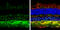 Contactin 1 antibody, GTX133205, GeneTex, Immunohistochemistry frozen image 