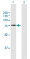 HIF3-alpha antibody, H00064344-B02P, Novus Biologicals, Western Blot image 