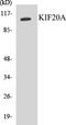 Kinesin Family Member 20A antibody, EKC1330, Boster Biological Technology, Western Blot image 