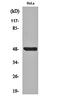NFKB Inhibitor Beta antibody, orb159556, Biorbyt, Western Blot image 