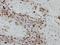 RNA Polymerase I Subunit E antibody, NBP2-19921, Novus Biologicals, Immunohistochemistry frozen image 