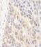 Spermatogenesis-associated protein 2 antibody, NBP2-04071, Novus Biologicals, Immunohistochemistry frozen image 