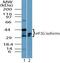 Eukaryotic Translation Initiation Factor 3 Subunit G antibody, PA5-23287, Invitrogen Antibodies, Western Blot image 