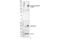 TNF Alpha Induced Protein 3 antibody, 63523S, Cell Signaling Technology, Western Blot image 