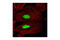 Chromobox 5 antibody, 2623S, Cell Signaling Technology, Immunofluorescence image 