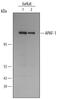 Apoptotic Peptidase Activating Factor 1 antibody, MAB868, R&D Systems, Western Blot image 