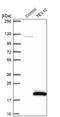 Testis Expressed 12 antibody, PA5-58326, Invitrogen Antibodies, Western Blot image 