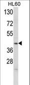 Apolipoprotein L4 antibody, LS-C156426, Lifespan Biosciences, Western Blot image 