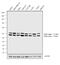 Glycogen Synthase Kinase 3 Alpha antibody, MA3-038, Invitrogen Antibodies, Western Blot image 