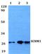 Sodium Channel Modifier 1 antibody, PA5-75728, Invitrogen Antibodies, Western Blot image 