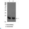 Ras Homolog, MTORC1 Binding antibody, LS-C813564, Lifespan Biosciences, Western Blot image 
