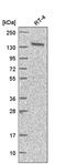 ArfGAP With RhoGAP Domain, Ankyrin Repeat And PH Domain 1 antibody, PA5-67101, Invitrogen Antibodies, Western Blot image 