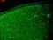 Potassium Voltage-Gated Channel Subfamily Q Member 2 antibody, LS-C230698, Lifespan Biosciences, Immunofluorescence image 